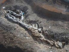 Intact petrified tree, up to 20 million years old, unearthed in Greece