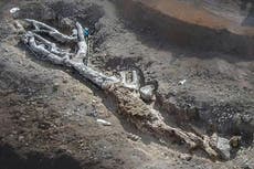 Intact petrified tree, up to 20 million years old, unearthed in Greece