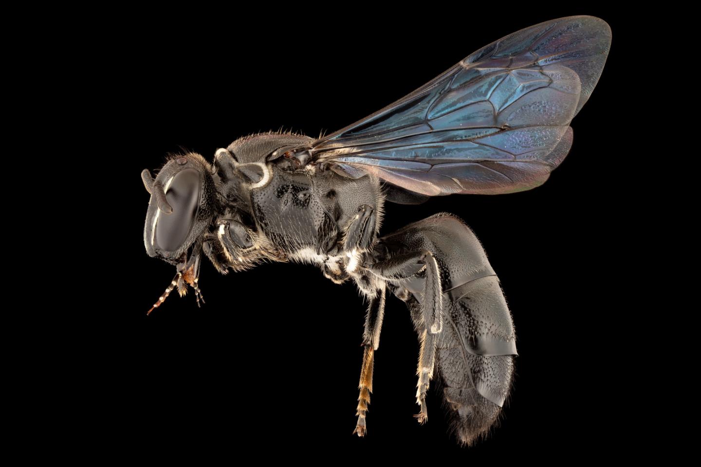 The recently rediscovered Pharohylaeus lactiferus