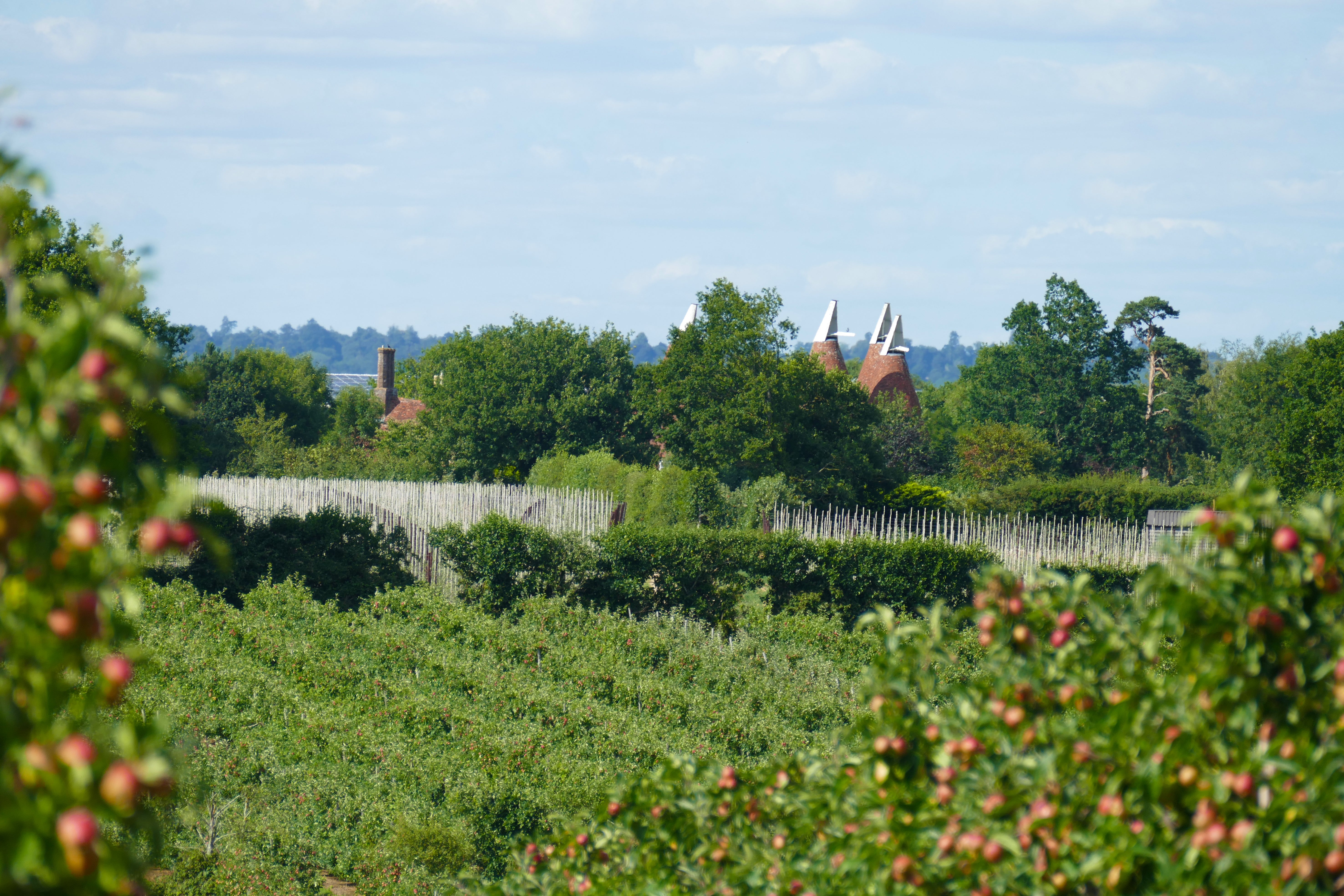 The Hush Heath Estate vineyard is a couple of minutes’ drive from the campsite