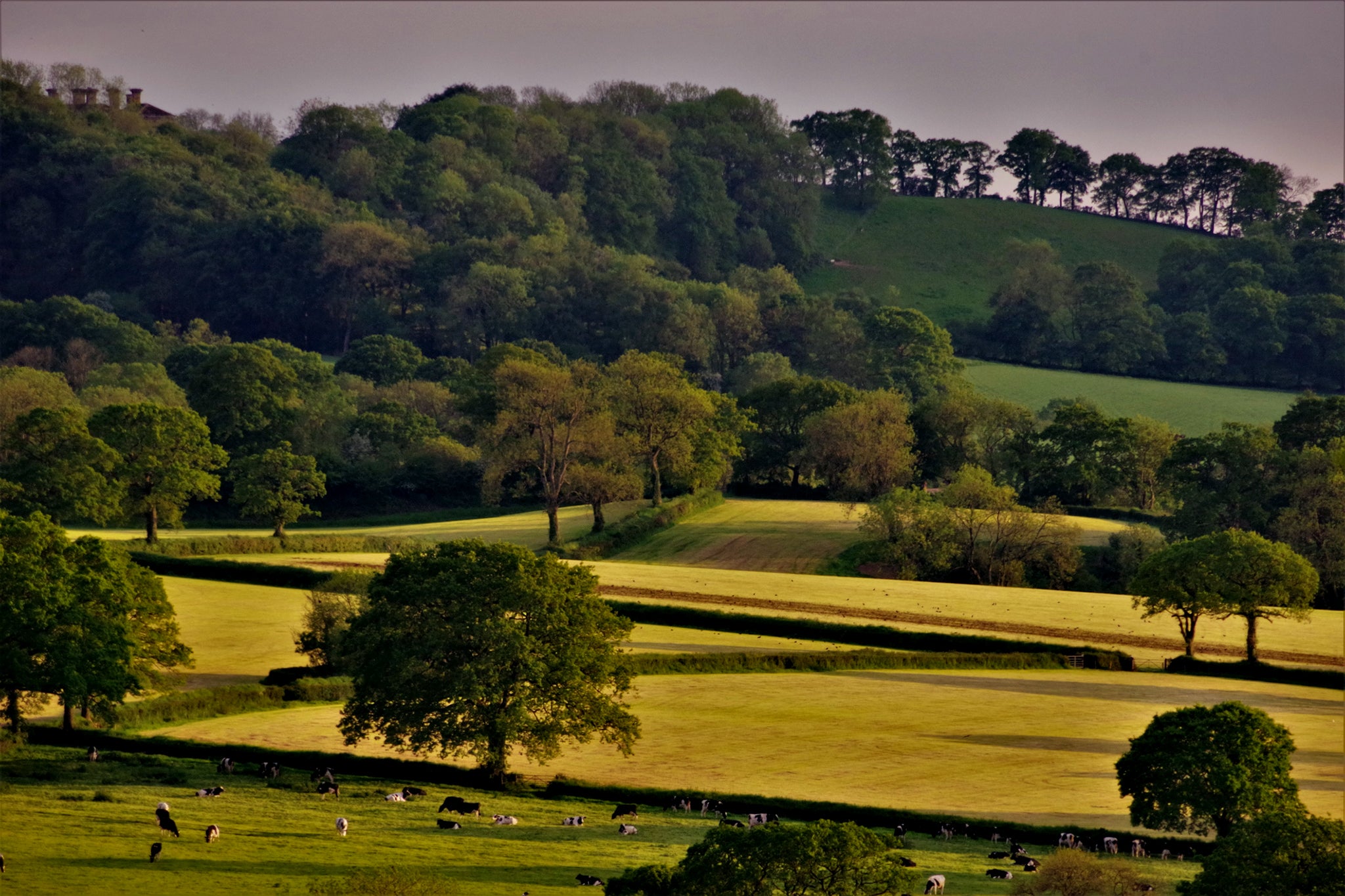 ‘I must have opened the small wicket gate that led into a large field decked in the yellow of wild flowers’