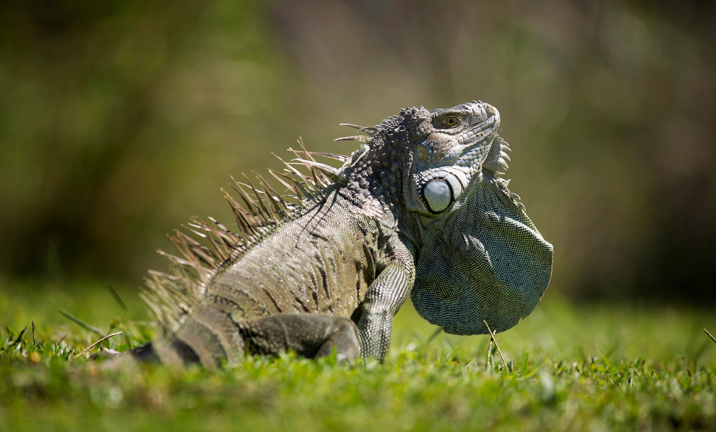 Banning Reptiles Florida