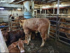 Vets inspect hundreds of cows stuck on ‘hellish’ ship for months over bluetongue virus fears