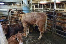 Vets inspect hundreds of cows stuck on ‘hellish’ ship for months over bluetongue virus fears