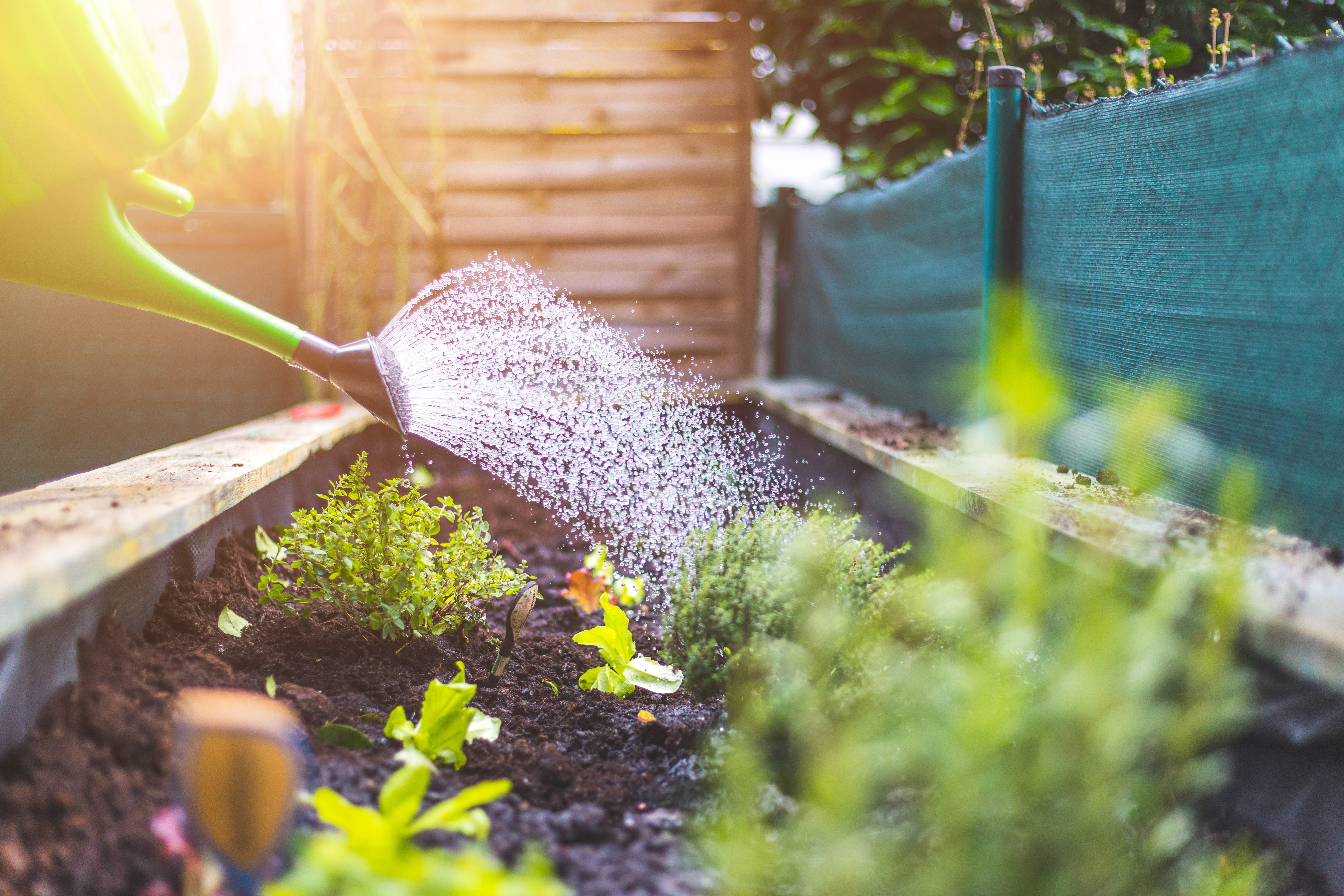 Watering vegetables and herbs in the garden