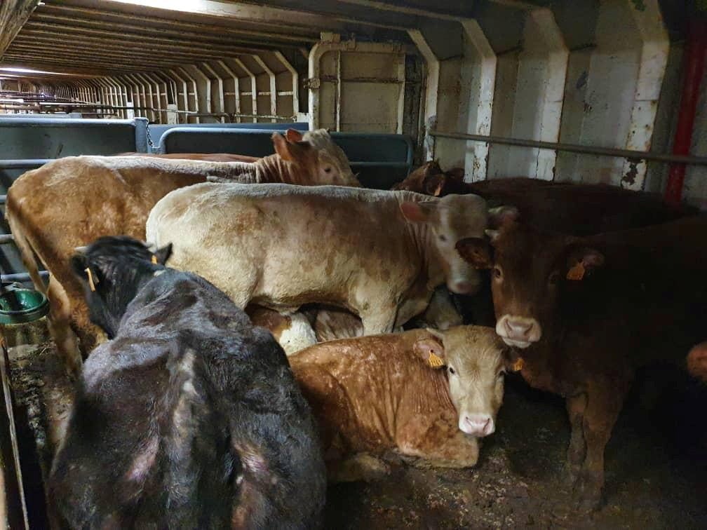 Cattle are seen on board of livestock ship ‘Karim Allah' where they have been stranded for months for suspected bluetongue disease