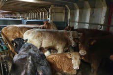 More than 850 cattle on ship face slaughter amid bluetongue fears