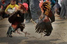 Rooster kills Indian man during banned cockfight