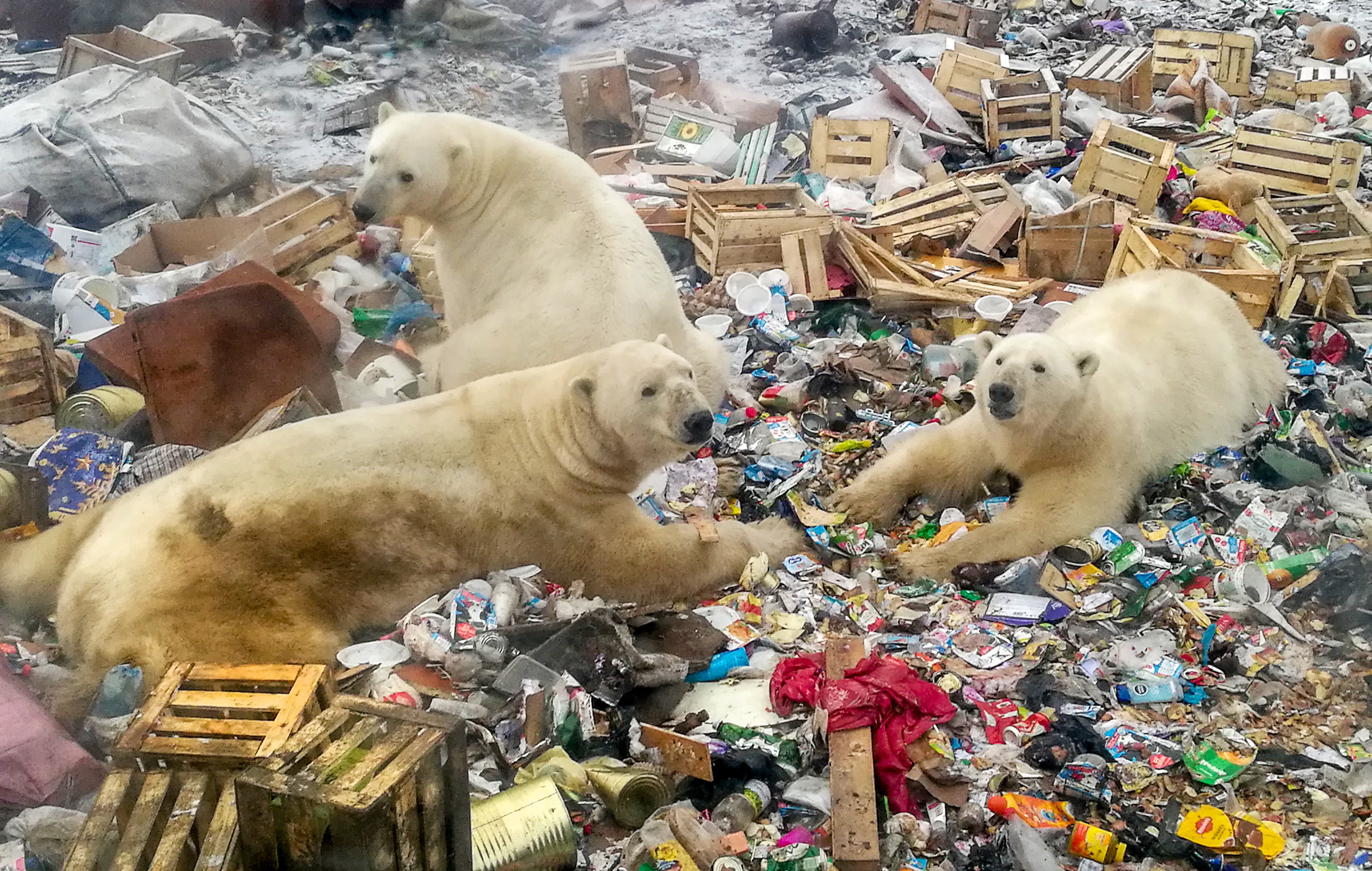 Climate change is forcing polar bears to feed at rubbish dumps