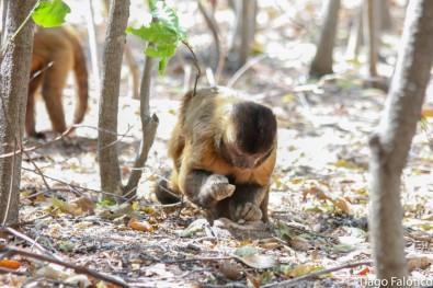 Stone tools are used for digging, seed pounding, and stone-on-stone percussion. The monkeys can serve as a model to help understand how humans evolved to use tools