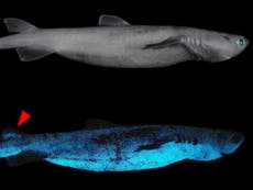 The sharks that glow in the dark: Scientists release first experimental study of bioluminescent predators