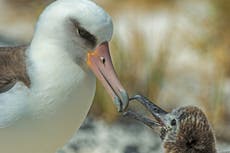 World’s oldest known wild bird hatches new chick at age 70