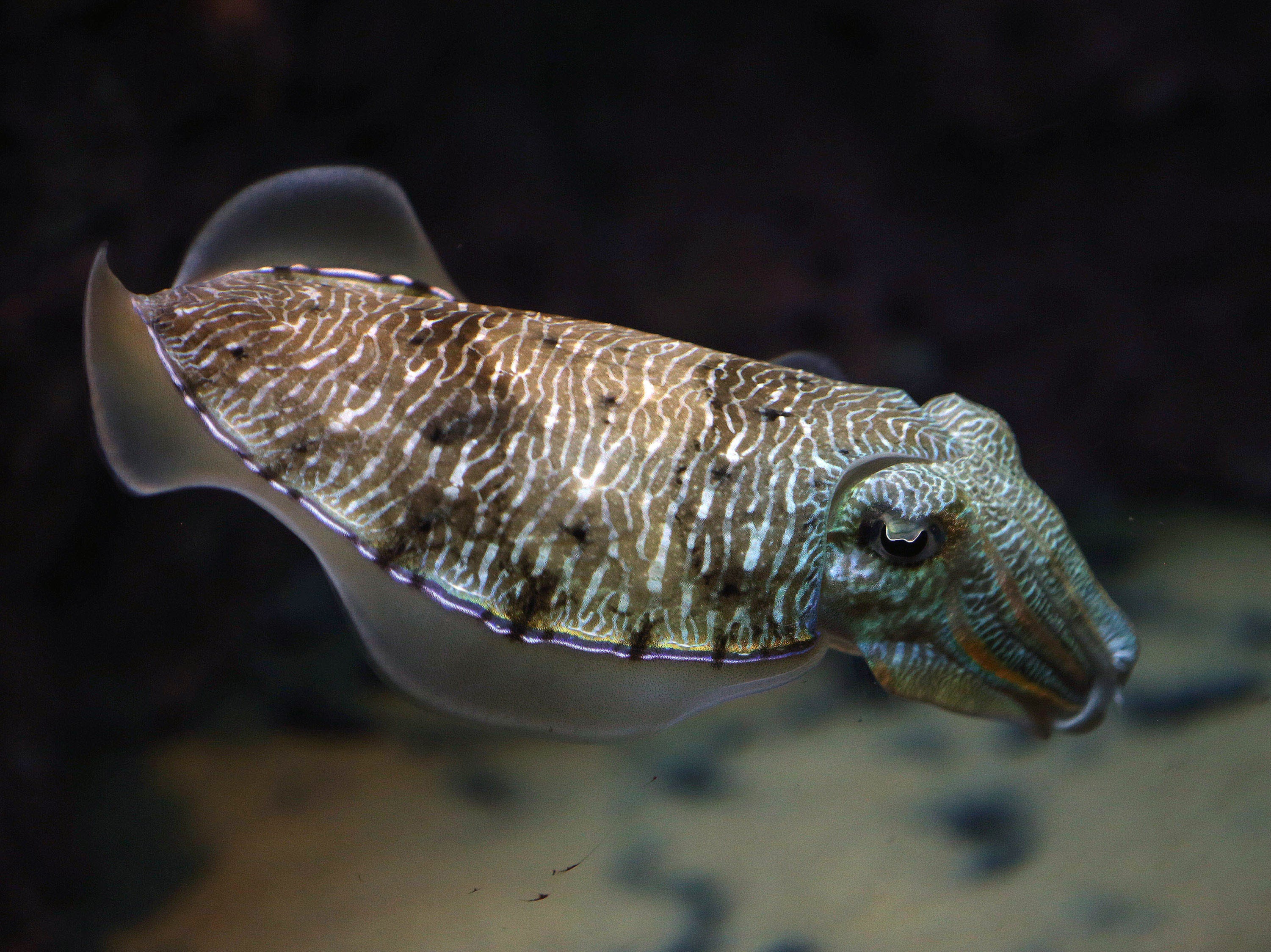 Cuttlefish belong to the class Cephalopoda which also includes squid, octopuses, and nautiluses