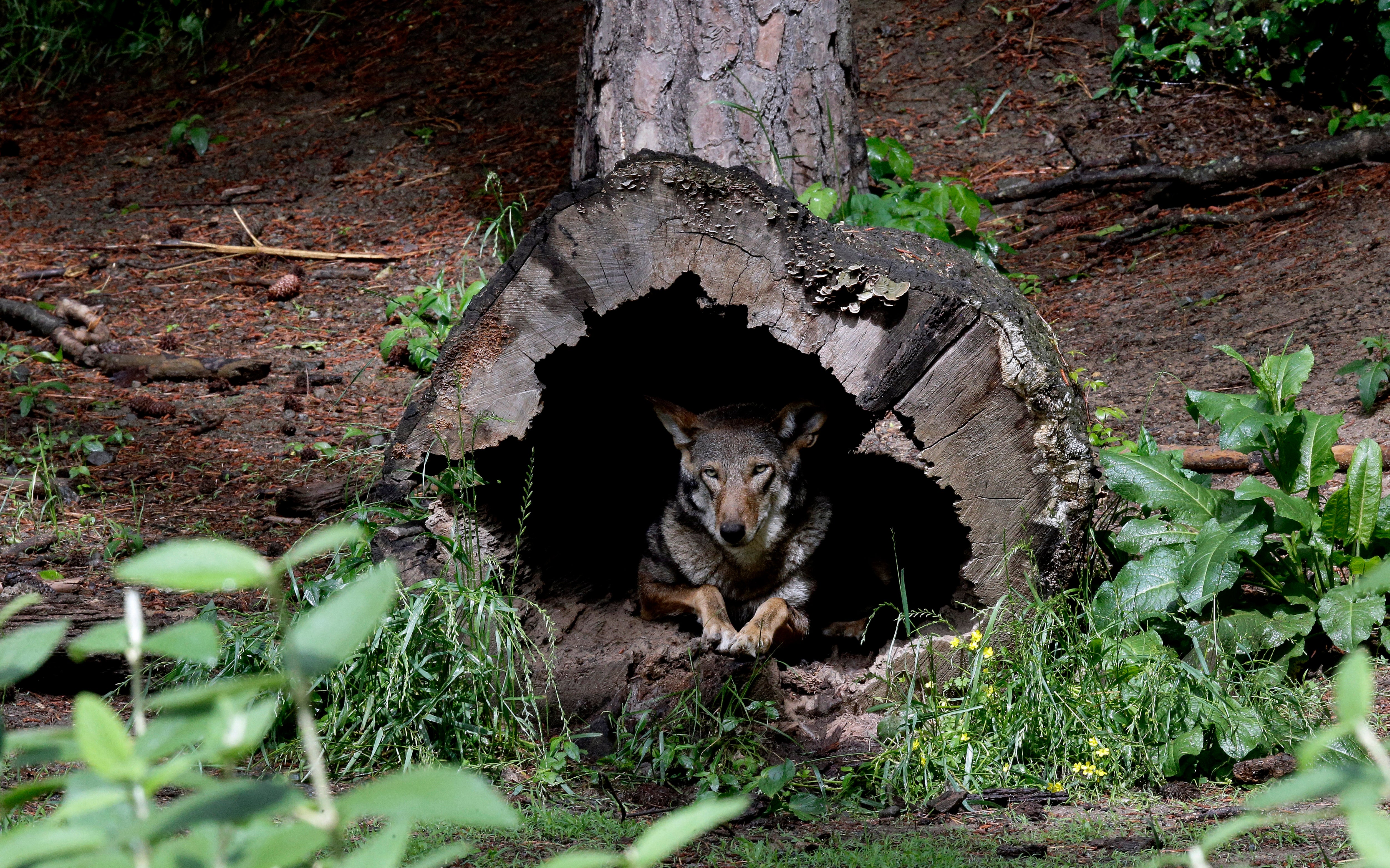 Red Wolves