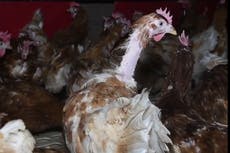 ‘Free-range’ hens from Happy Egg suppliers suffer misery in overcrowded sheds, investigators claim