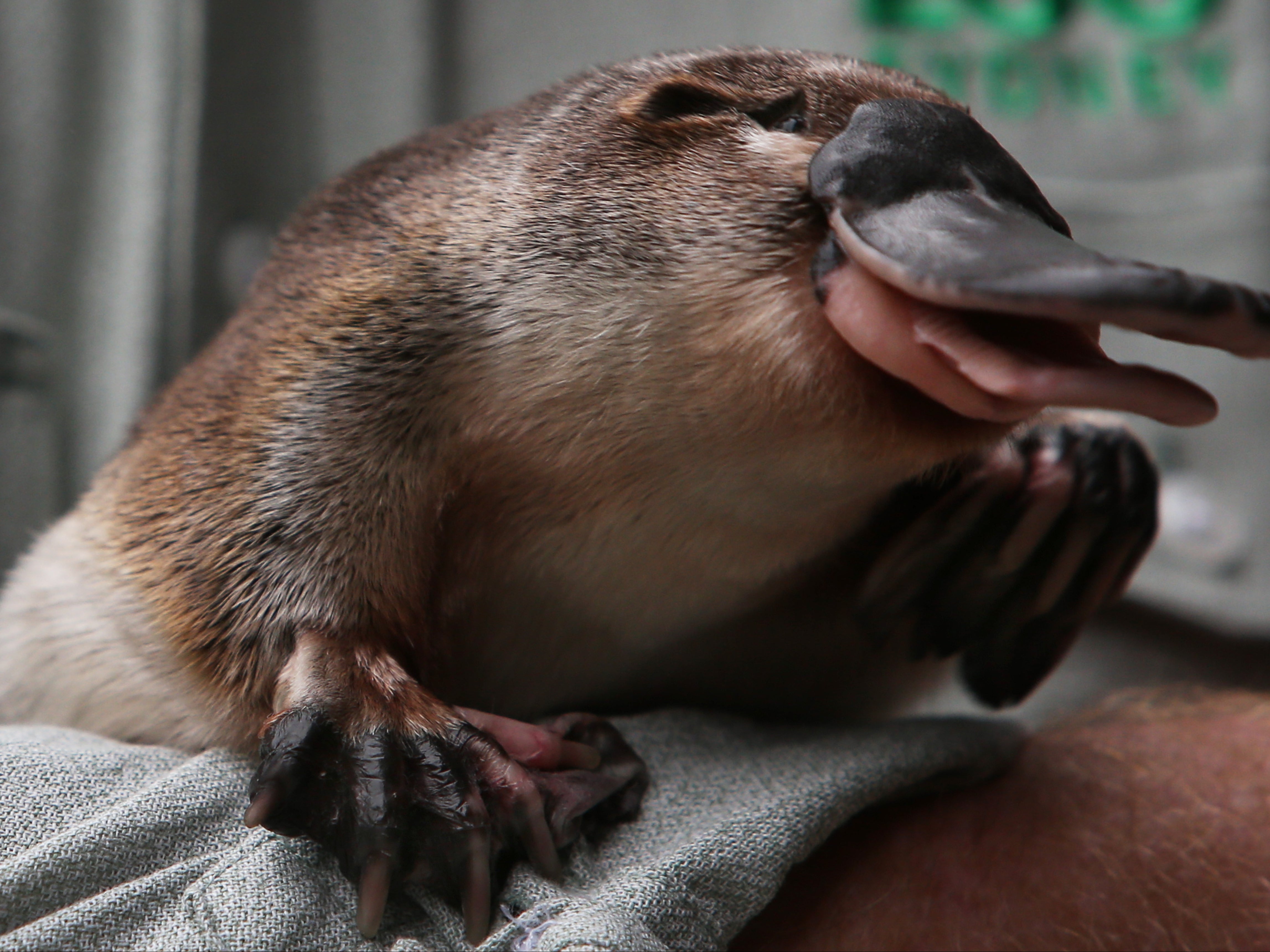 The platypus sanctuary will be the first of its kind around the world