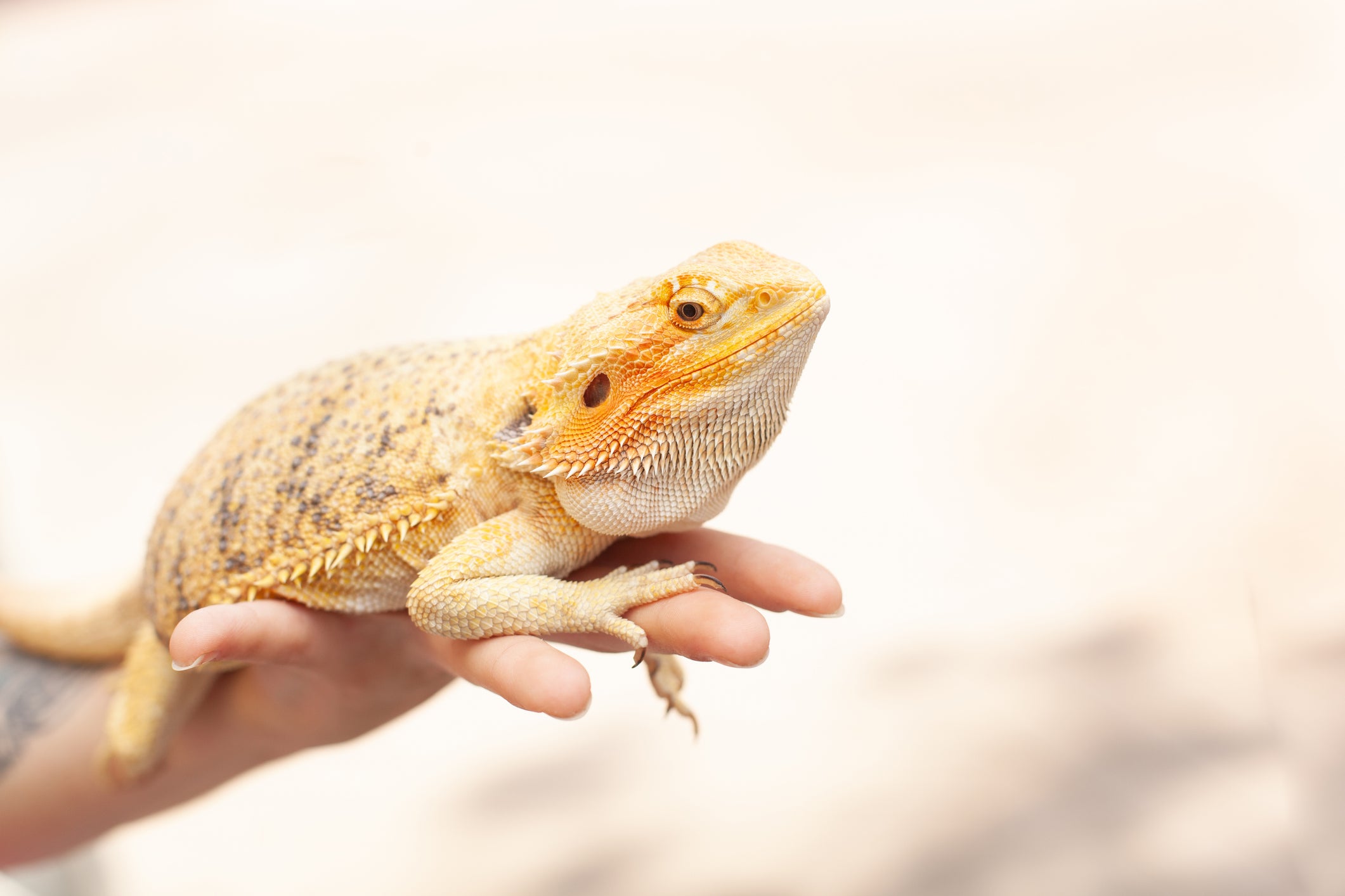 Hand holding a bearded dragon