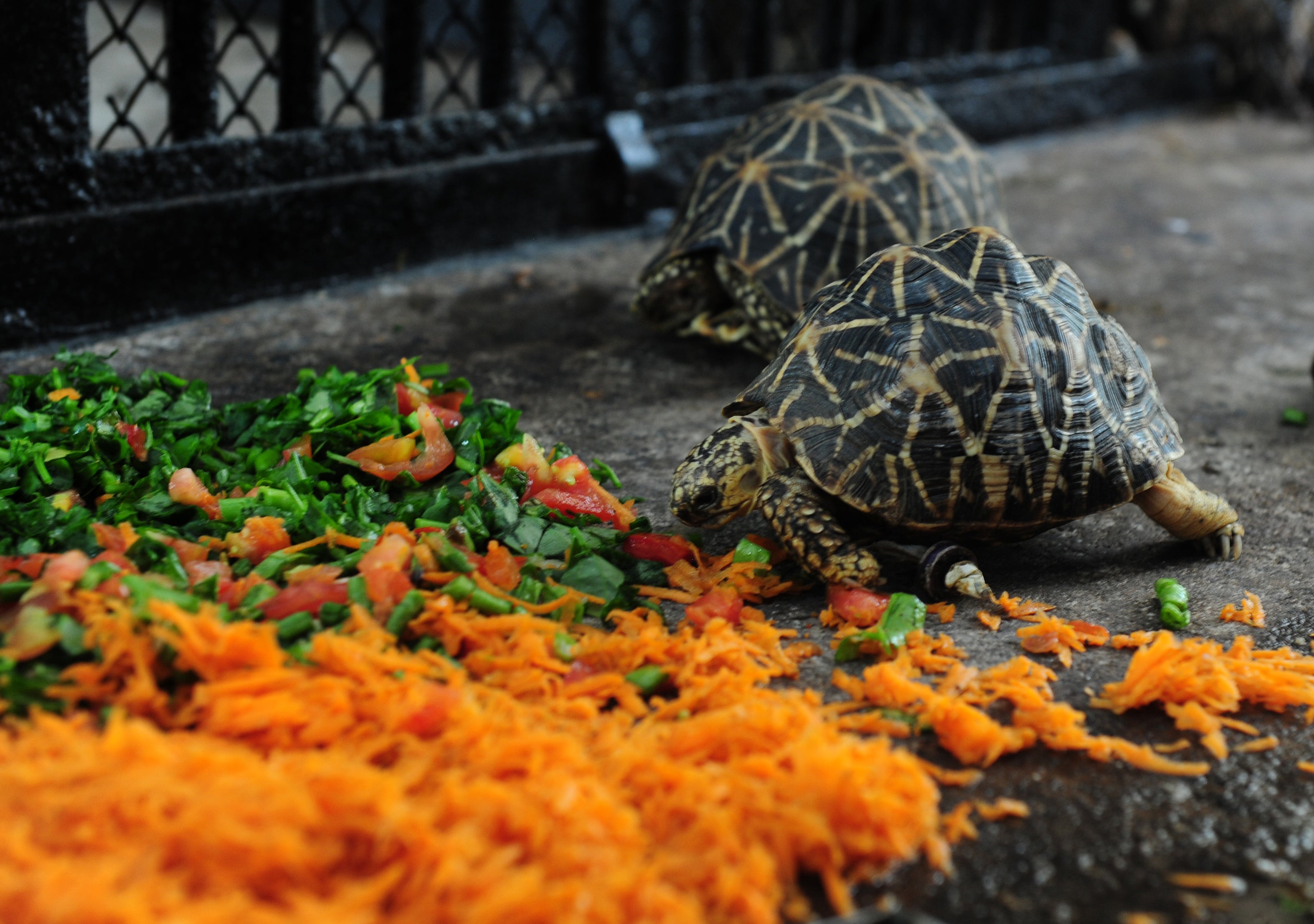 File Image: An Indian star tortoise uses a prosthetic wheel fitted after an injury to move around an enclosure at the Araingar Anna Zoological park in Chennai on 16 June 2016