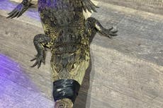 Police find alligator in ‘poorly-secured tank’ during drugs raid on California home