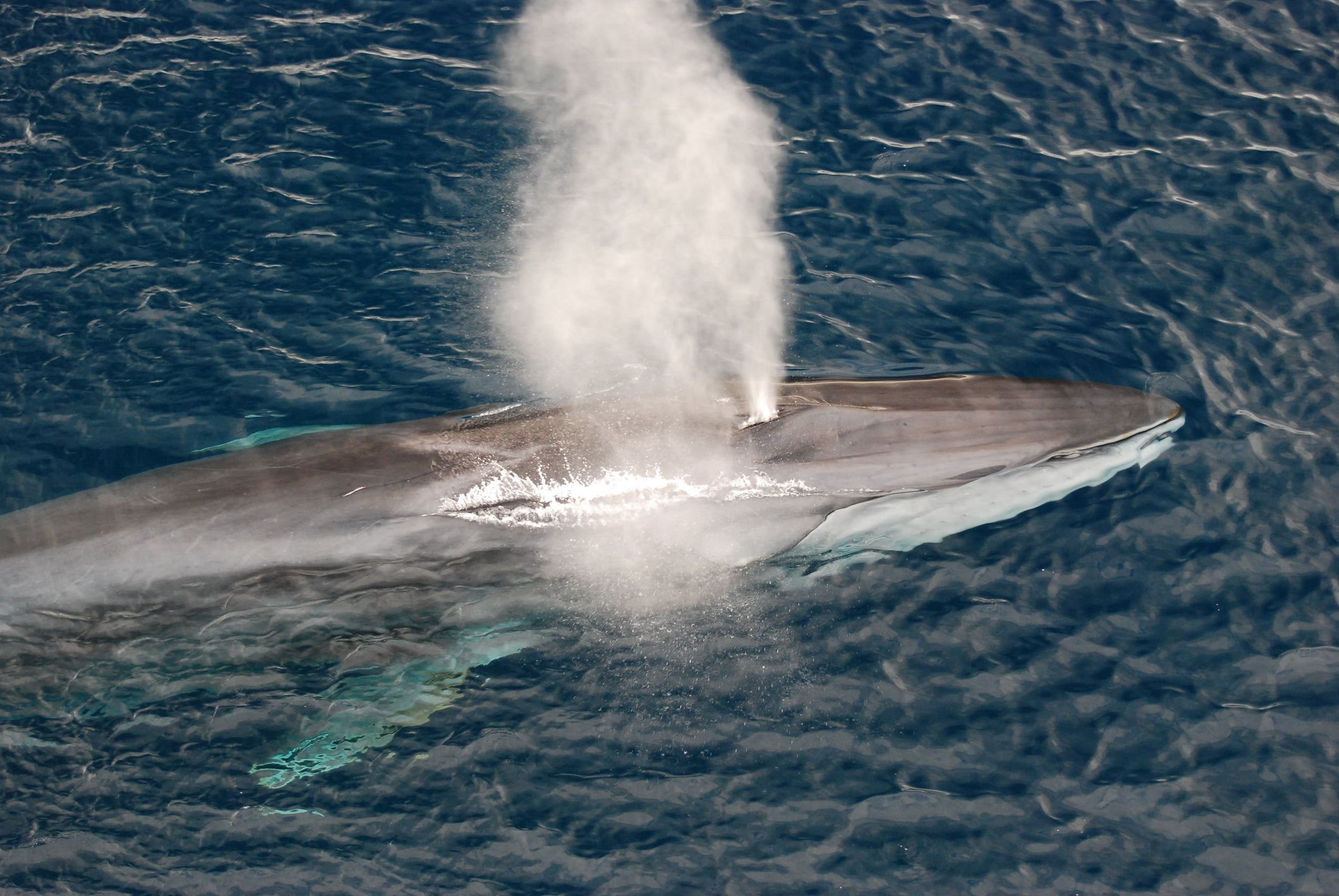 Booming cetacean calls can help scientists read the ocean floor