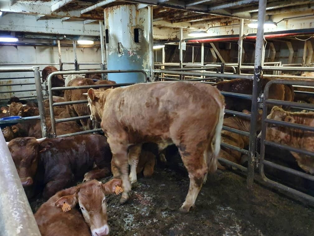 Cattle pictured on board the ‘Karim Allah’