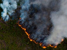 Two-thirds of world’s original tropical rainforest cover degraded or destroyed by people, report finds