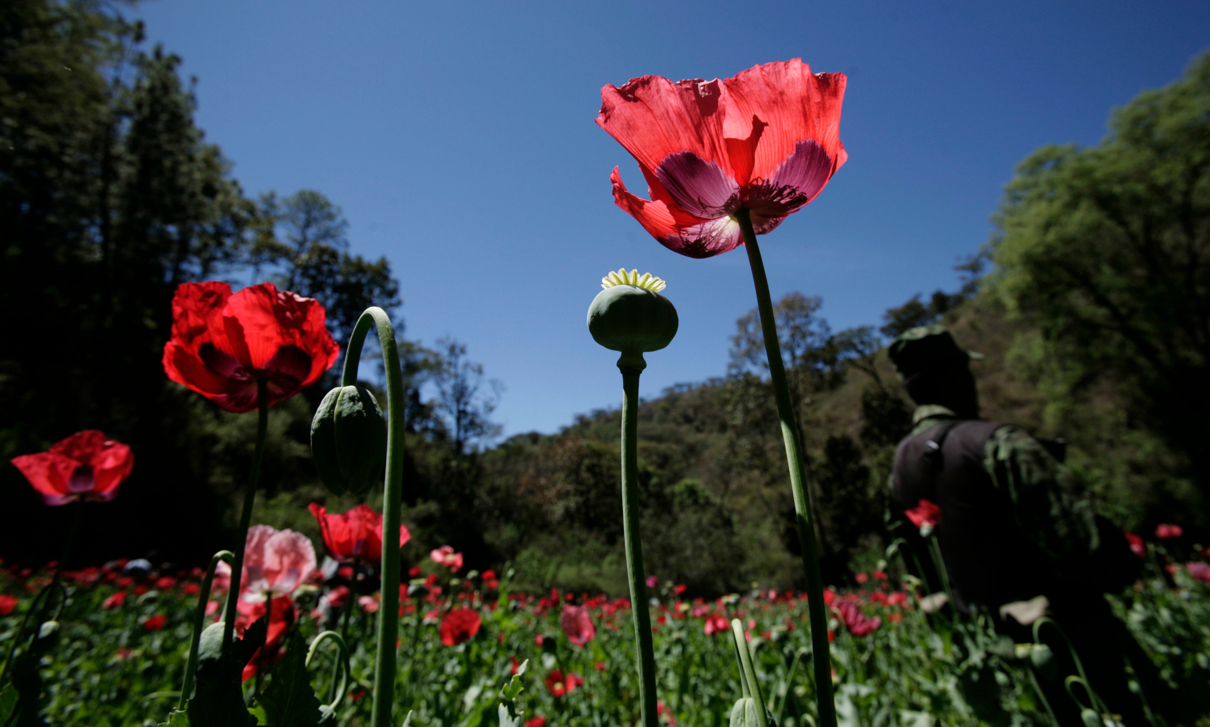 Mexico Opium Poppies