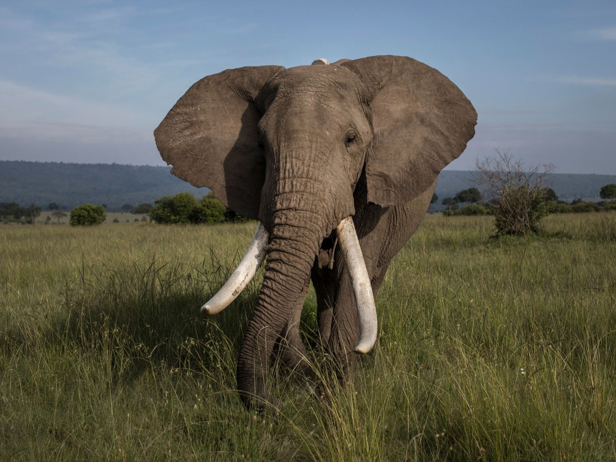 A male elephant grazes in plains of the Mara North Conservancy, Kenya