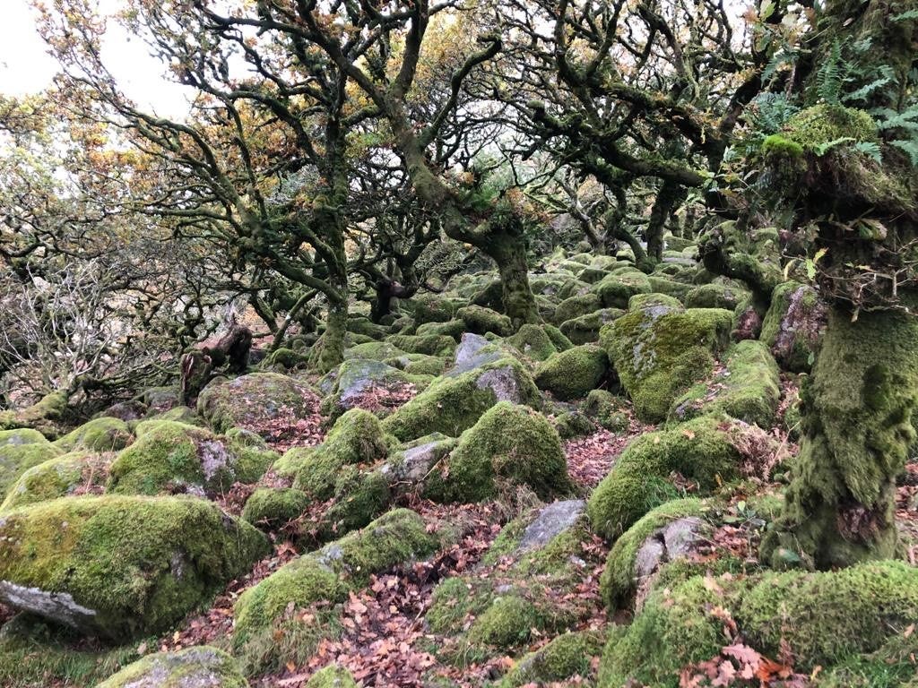 Legend has it that dogs with huge fangs hunt across the moors for lost travellers at night