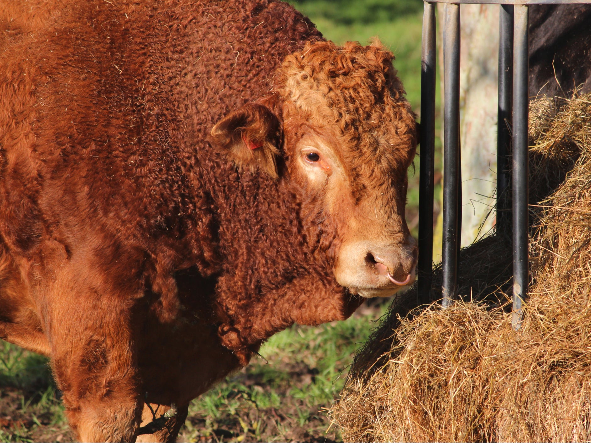 Meat production uses around 83 per cent of the world’s farmland