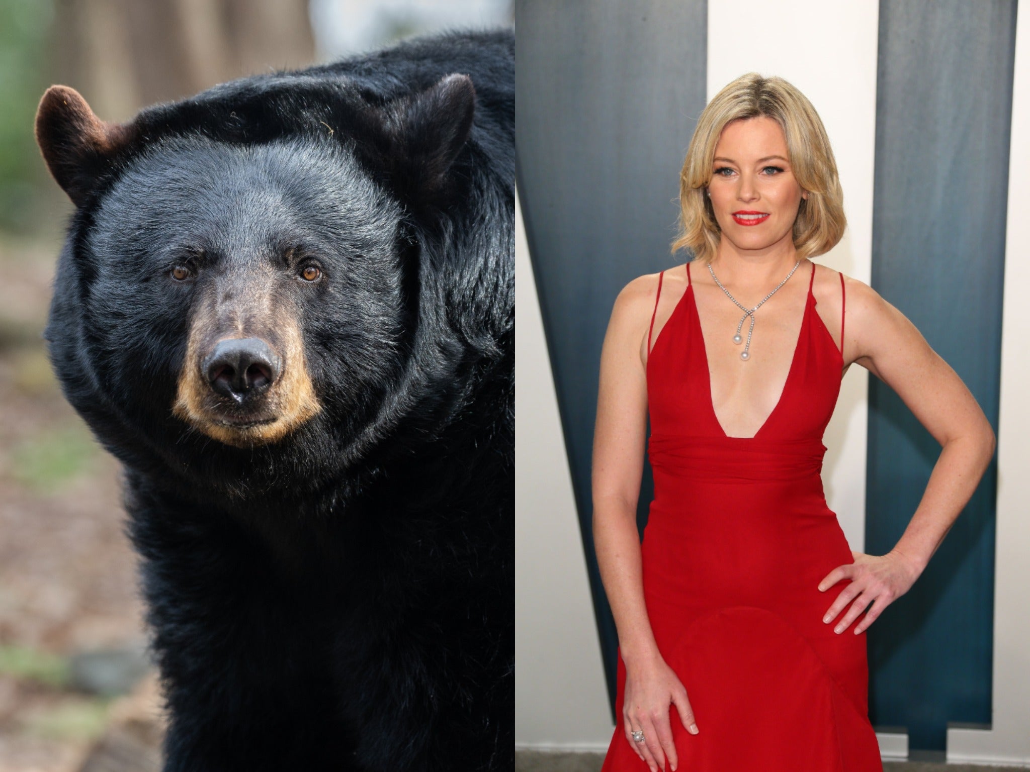 True story of infamous bear who consumed duffel bag of cocaine to get Hollywood treatment