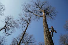 Councils secure share of £2.9m in emergency tree fund from Woodland Trust 