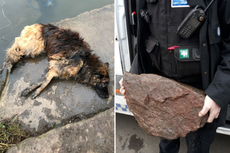 Dog owner who tied heavy rock to pet and threw it into river fined £80
