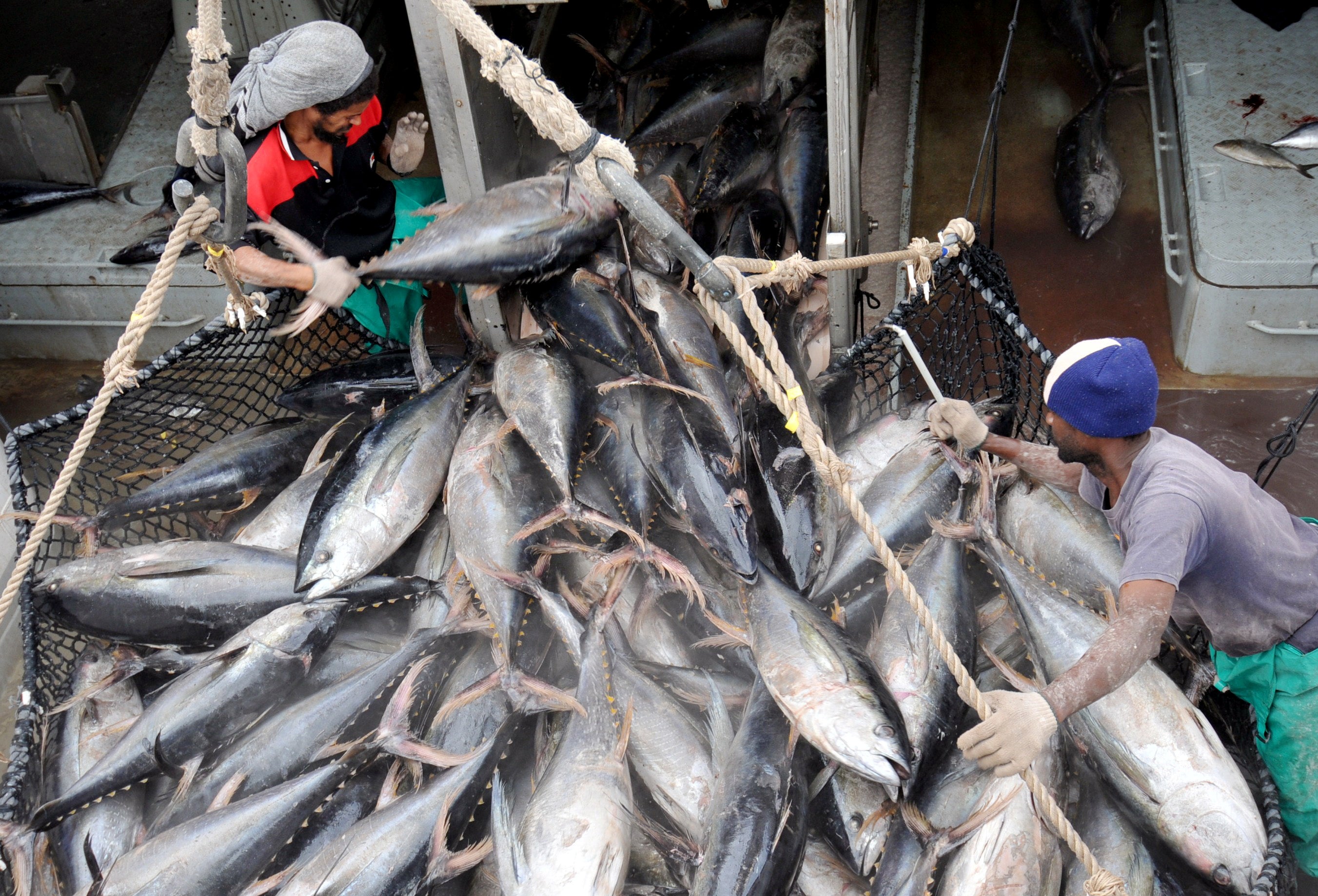 Climate change and pollution also threatening species, environmentalists say (File photo)