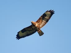 RSPB video shows two buzzards illegally lured to grouse moor and shot by ‘gamekeeper’