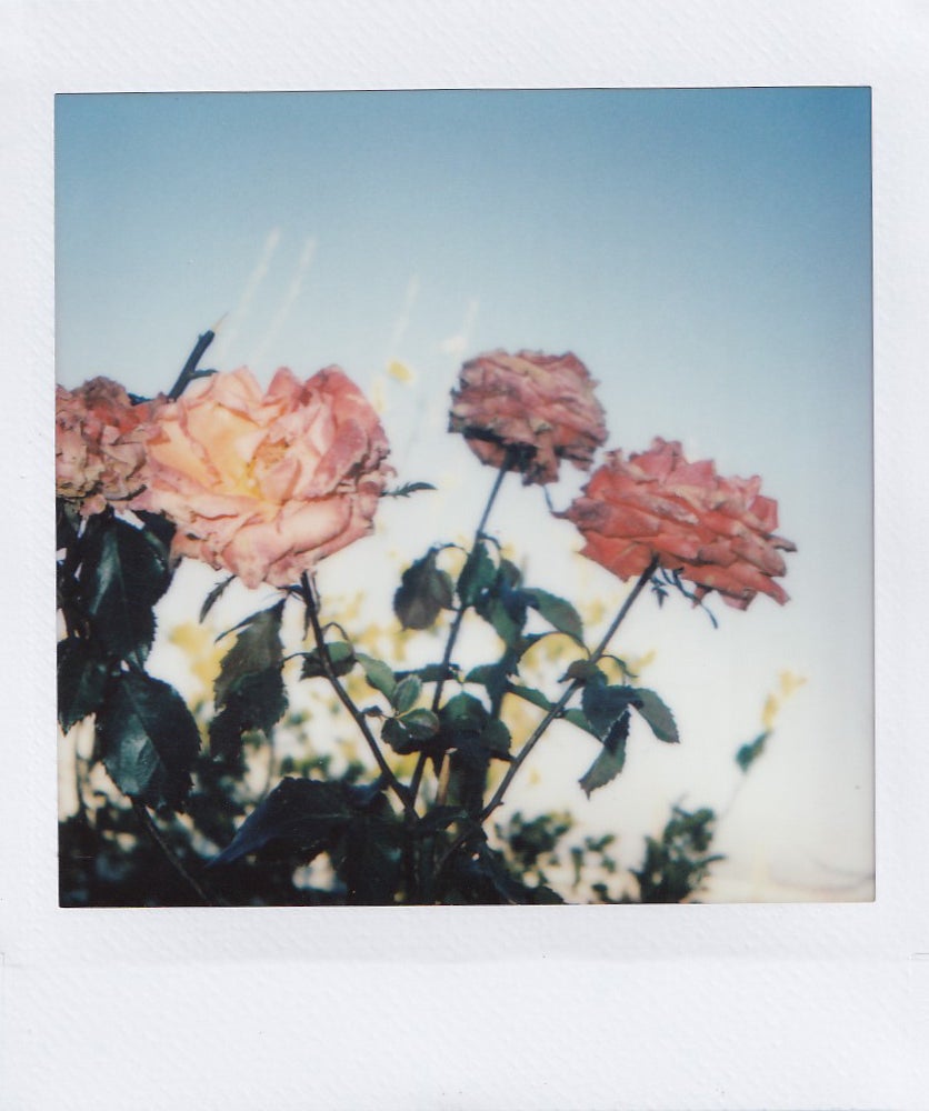 Yara*, 17, chose to photograph a flower because “every time it falls, it springs up again.”