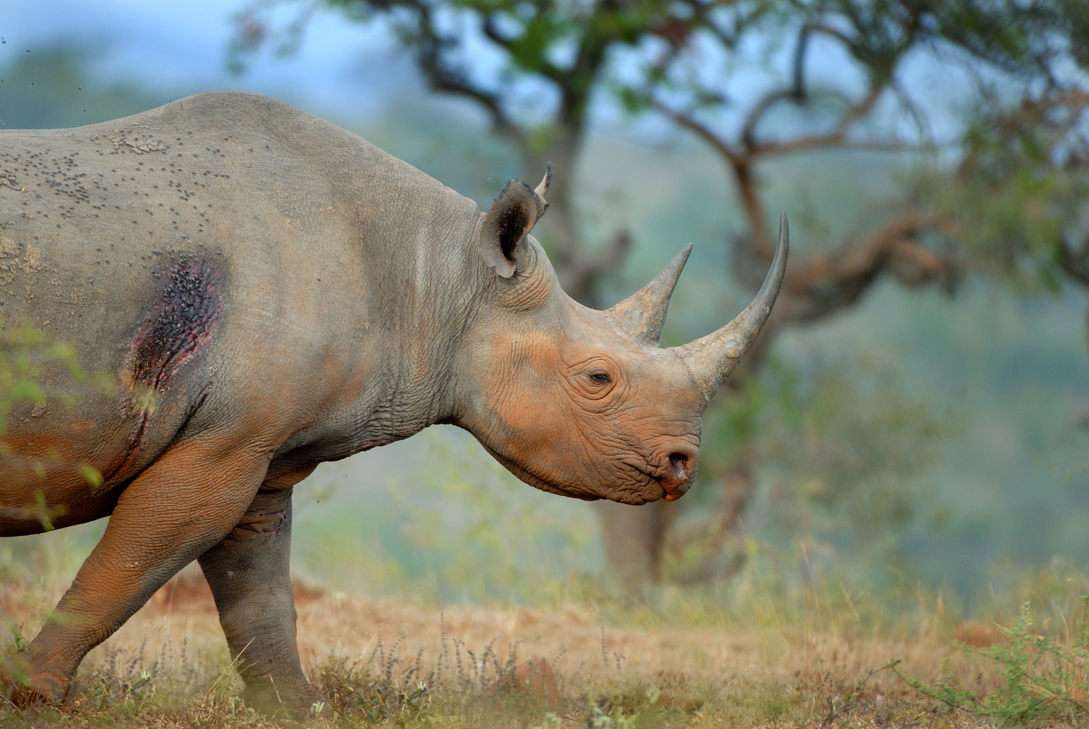 A black rhino in Hluhluwe-iMfolozi Park, South Africa. Conservation efforts in Africa and Asia were most severely affected, according to a group of surveys on the impacts of the pandemic