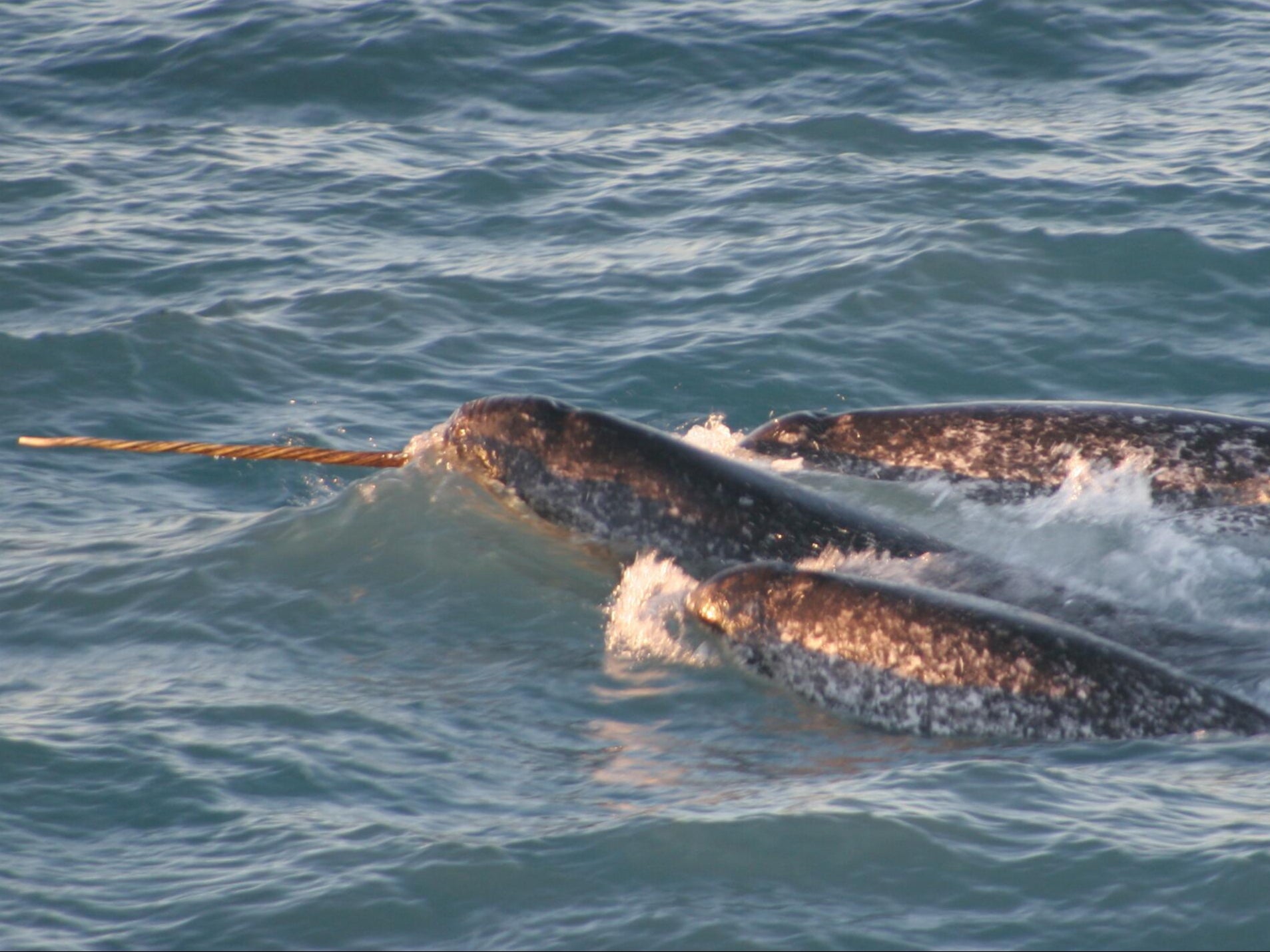 A pod of narwhals photographed in northern Canada. There are estimated to be around 80,000 of the species living in the wild