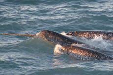 Narwhal tusks reveal impact of climate change on Arctic sea ice