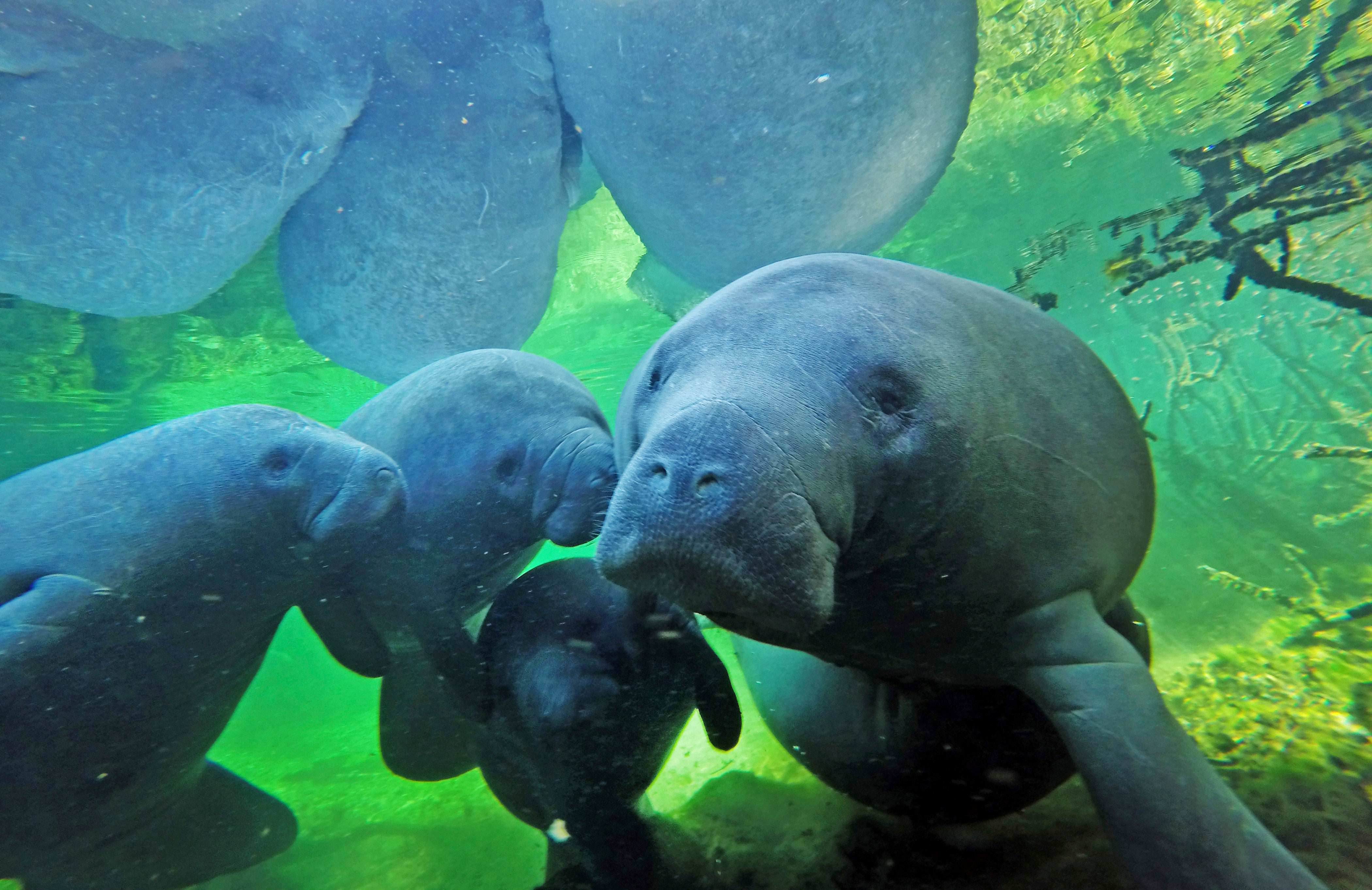 Manatee Deaths