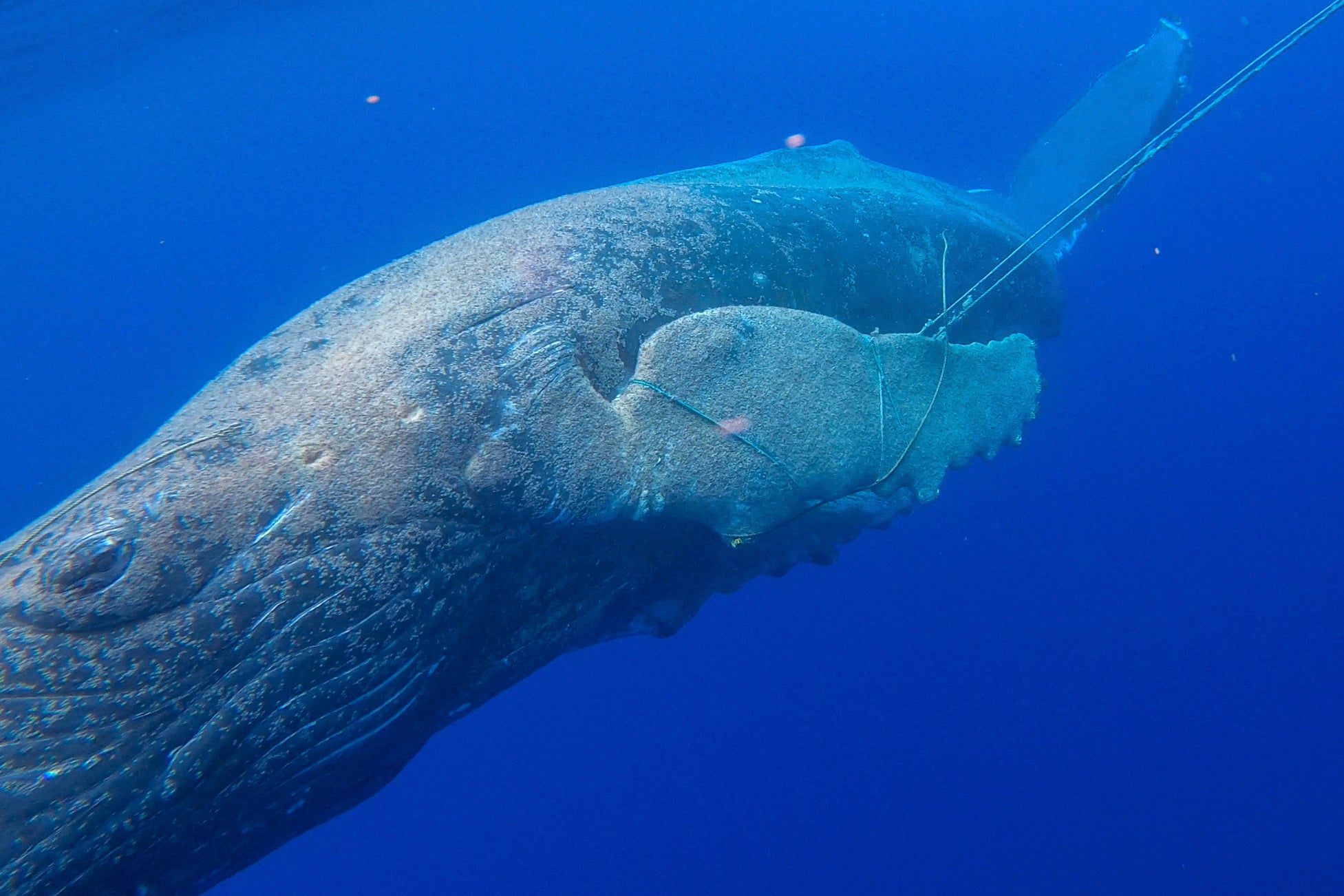 Entangled Humpback Hawaii