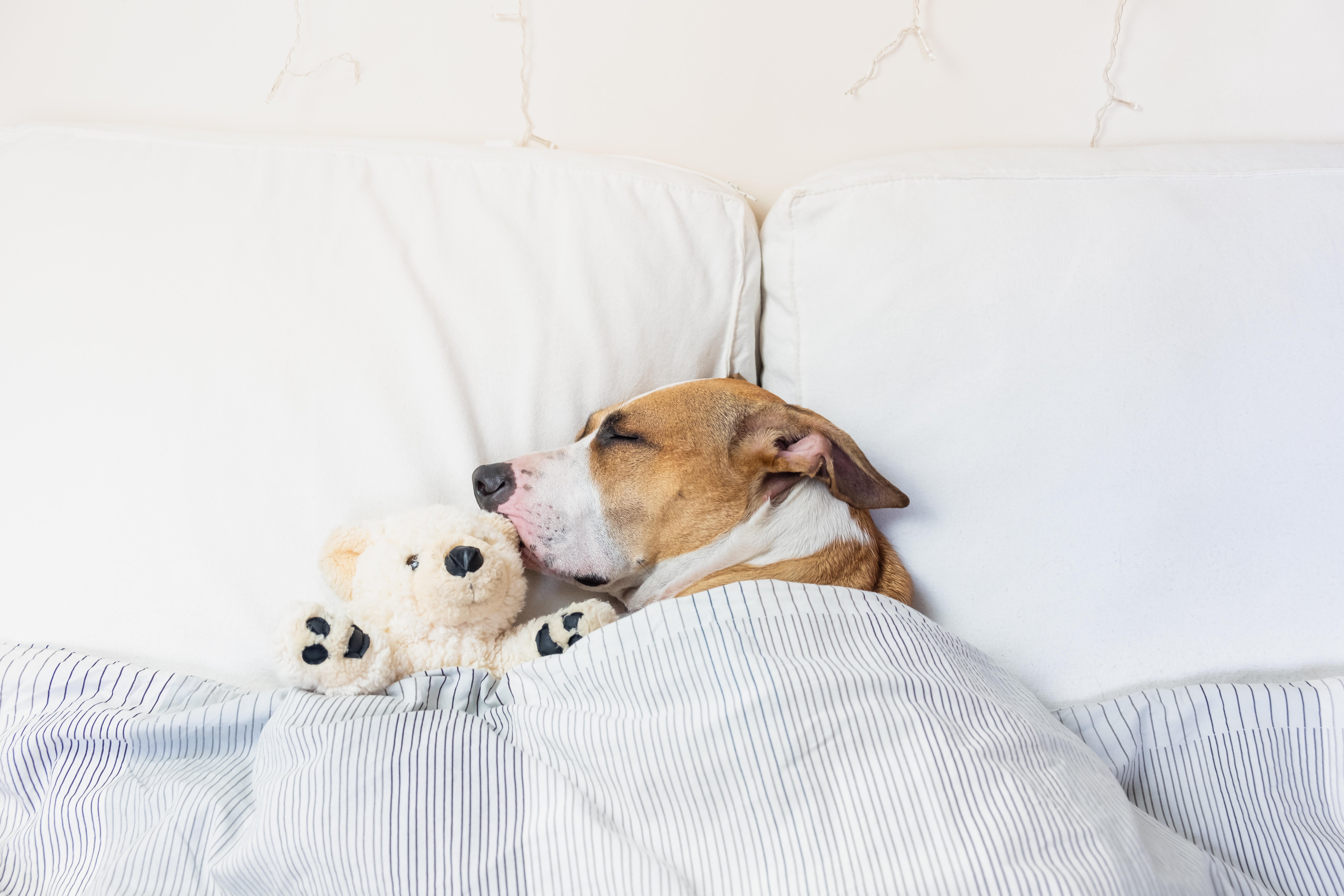 dog sleeping in bed