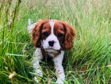 Dog theft police lead appointed by force due to increase in crime during lockdown