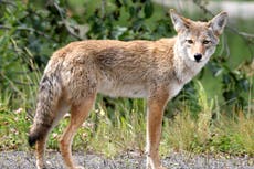 Canadian coyote attacks could be result of animals consuming drugs, says expert