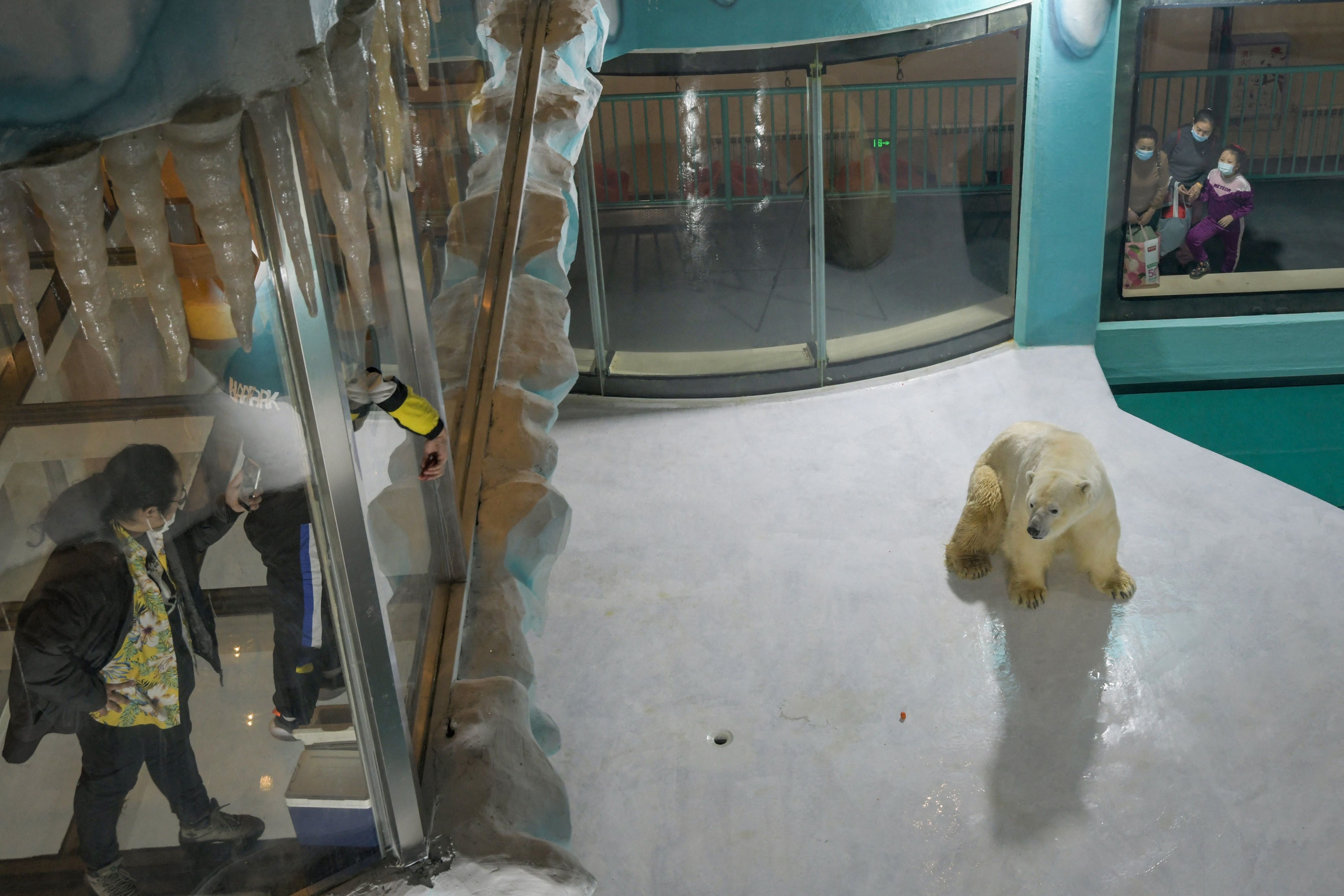 People look at a polar bear inside an enclosure at a newly-opened hotel, which allows guests views of the animals - listed as a vulnerable species by the International Union for Conservation of Nature (IUCN)