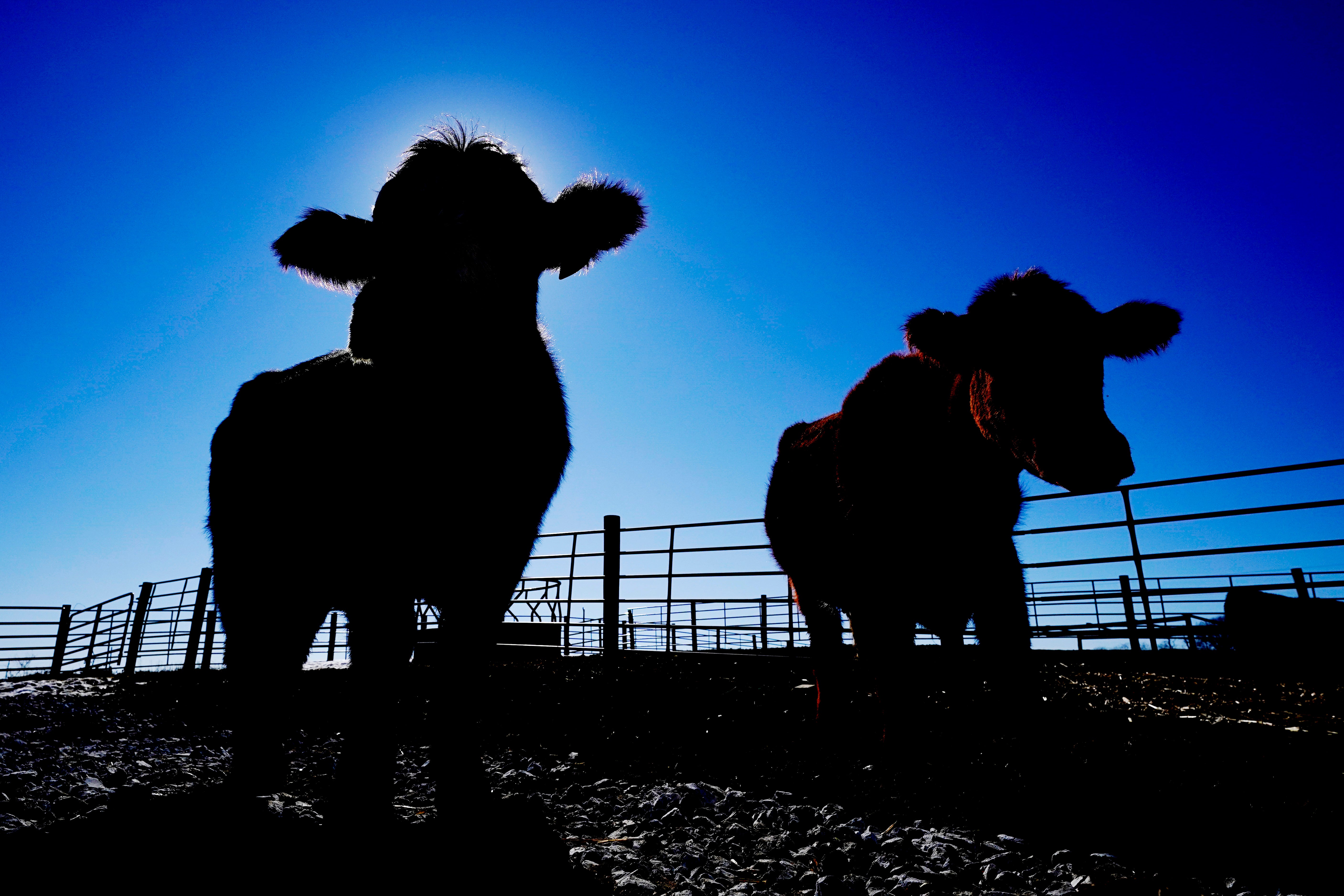 Meat Processing Shortage