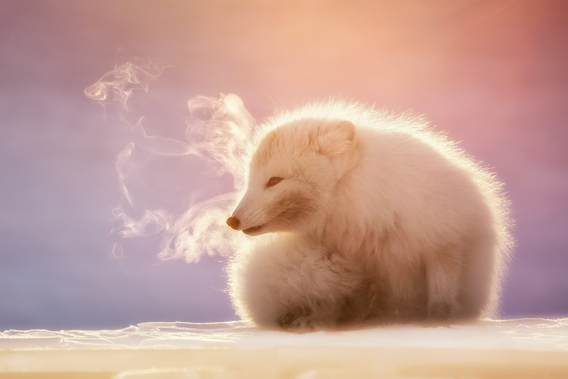 Arctic Fox, Pyramiden, Svalbard, Norway