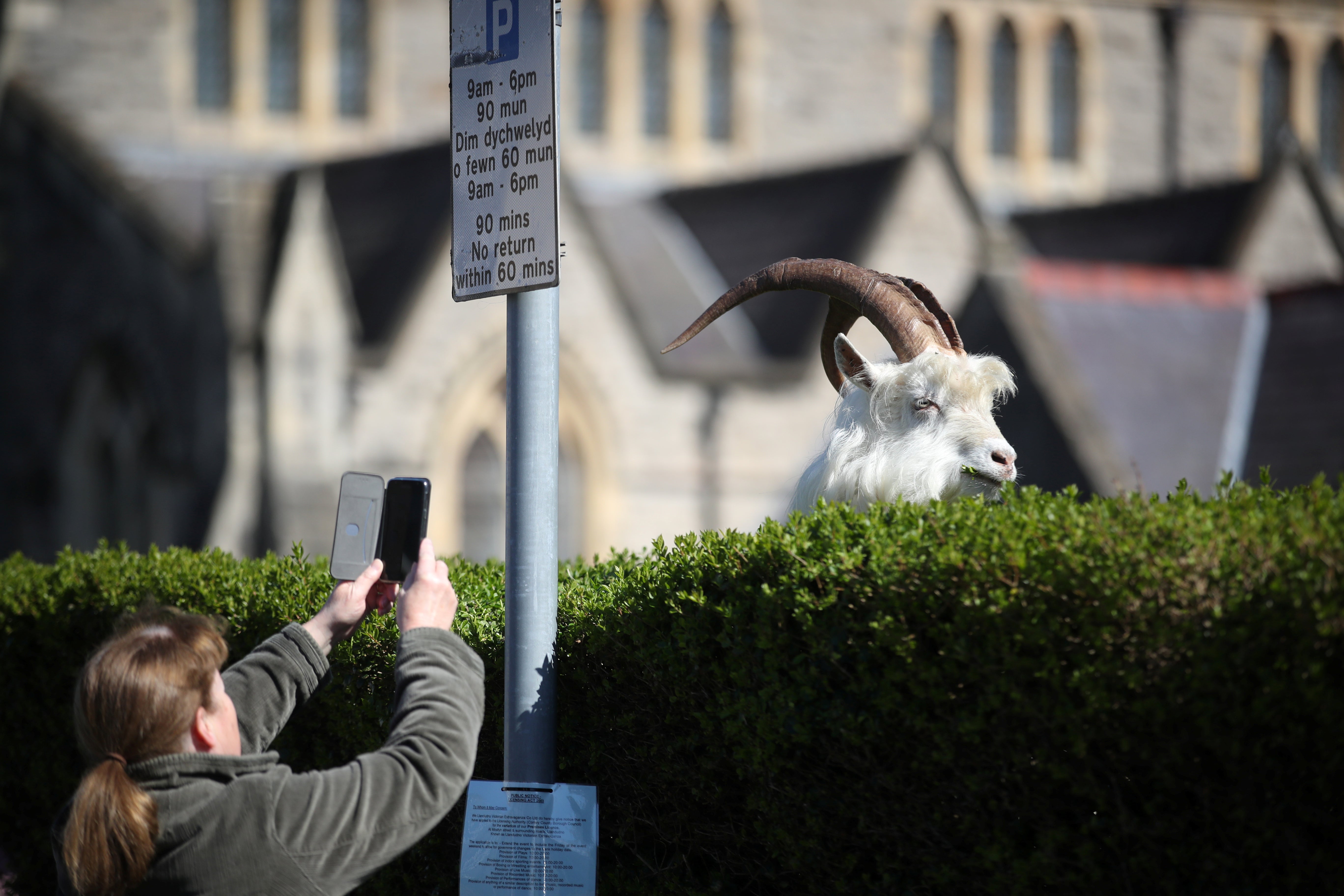 A woman takes a picture of a goat in Llandudno on 31 March 2020, where the animals had been left to freely roam as lockdown kept people at home. Their number has since swollen as population limiting efforts were disrupted by the pandemic.