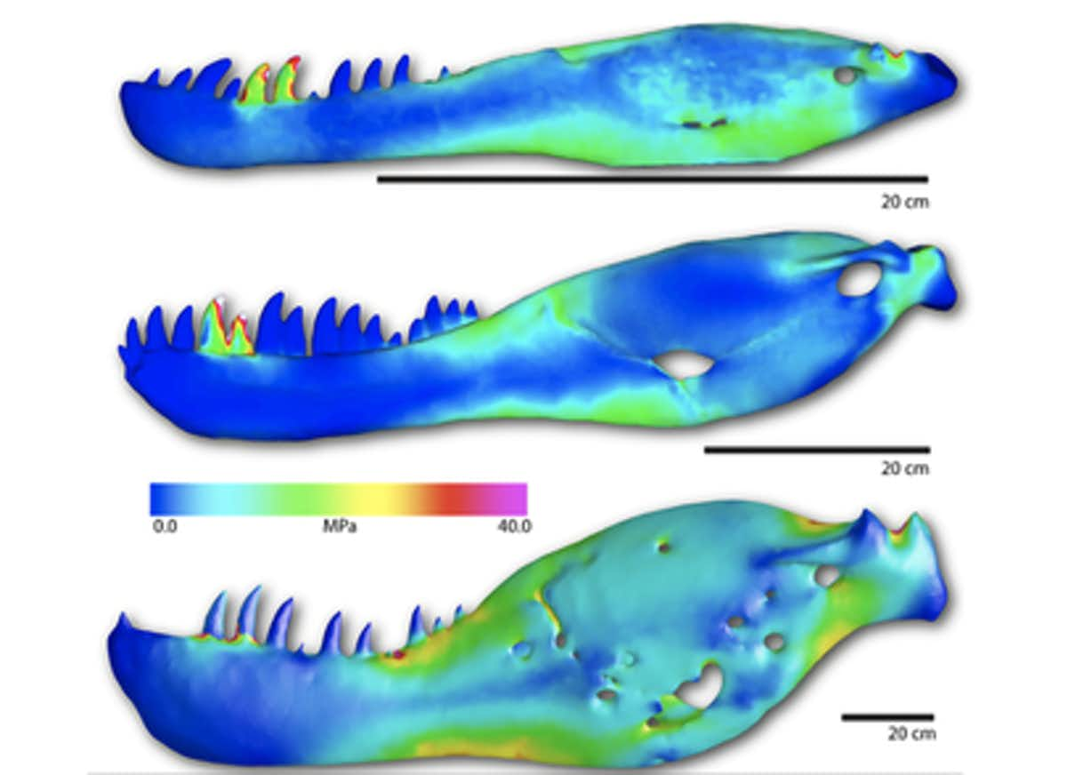 A diagram showing how stress on the lower jaw changes at different life stages