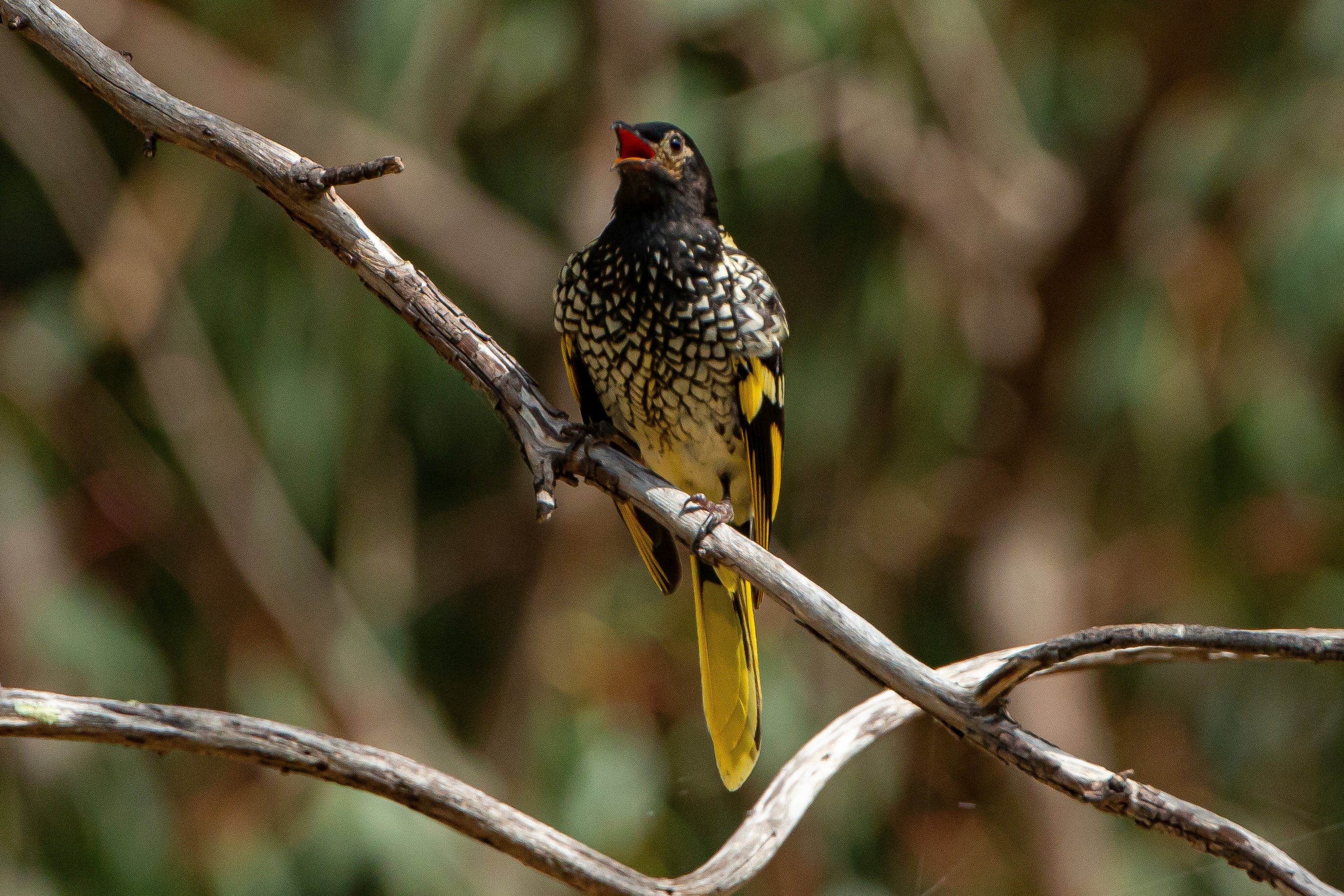 Songbird Attraction Confusion